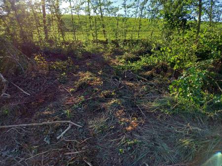 Golosek ob trim stezi, foto JK (4)